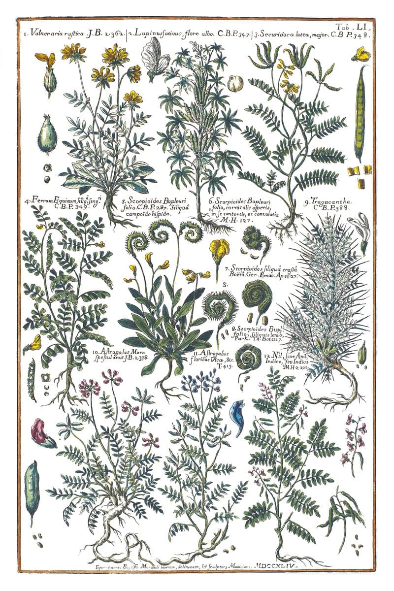 Lupin and Clover