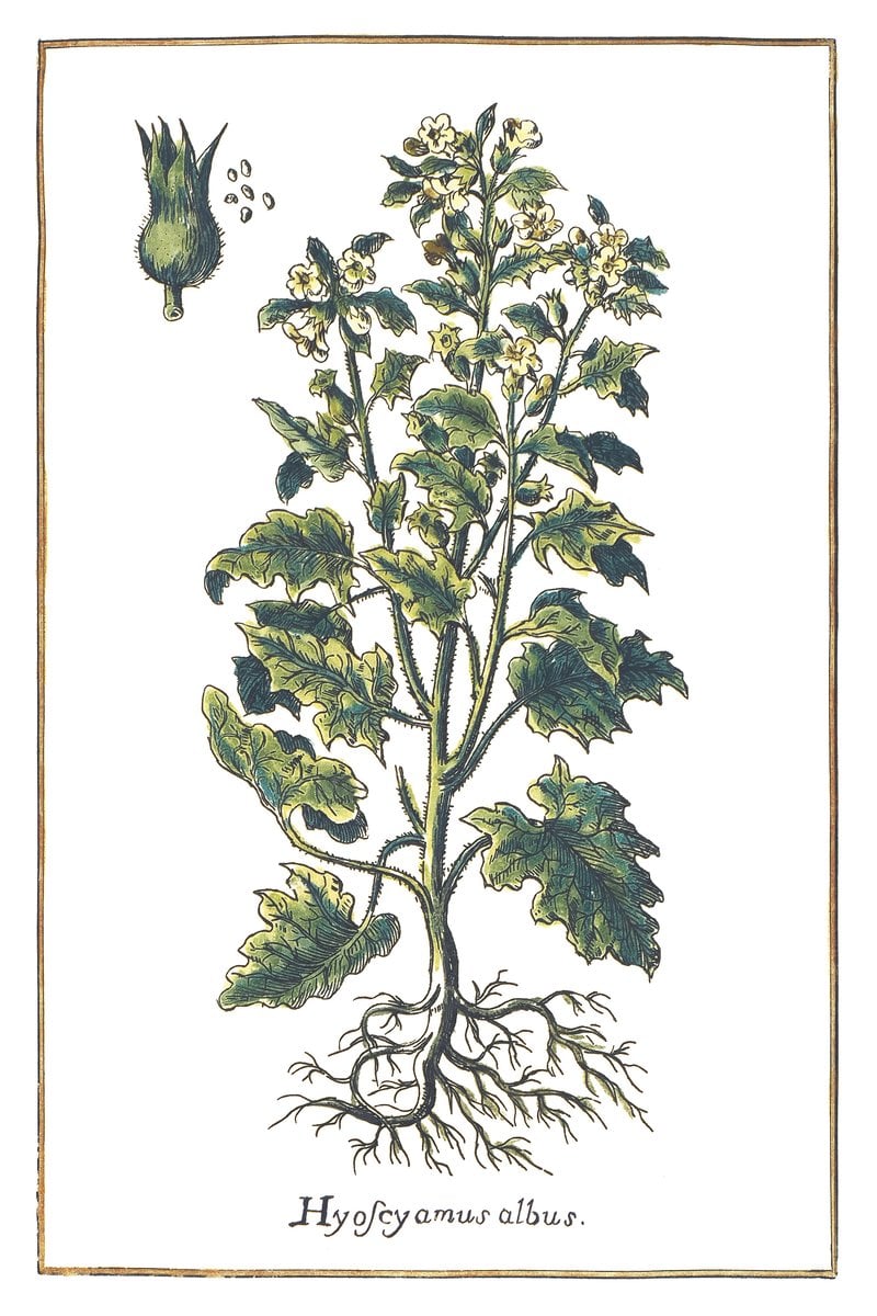 Lulek Biały