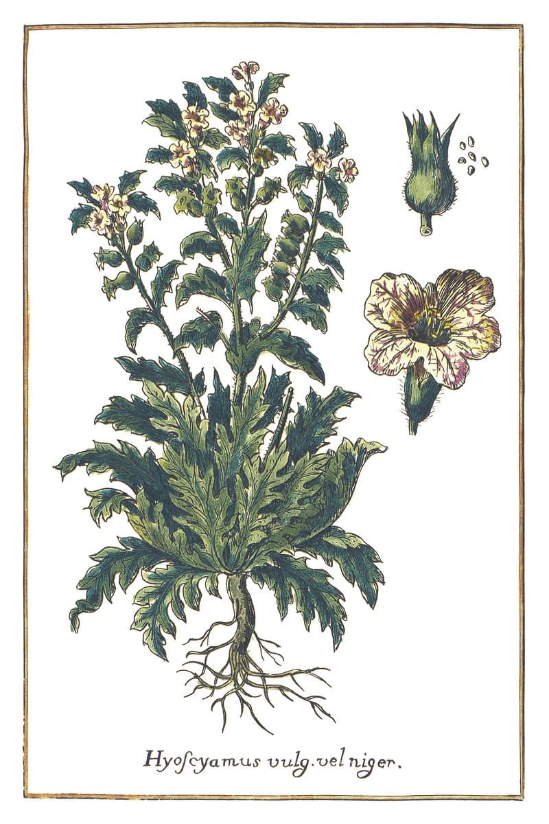 Black Henbane