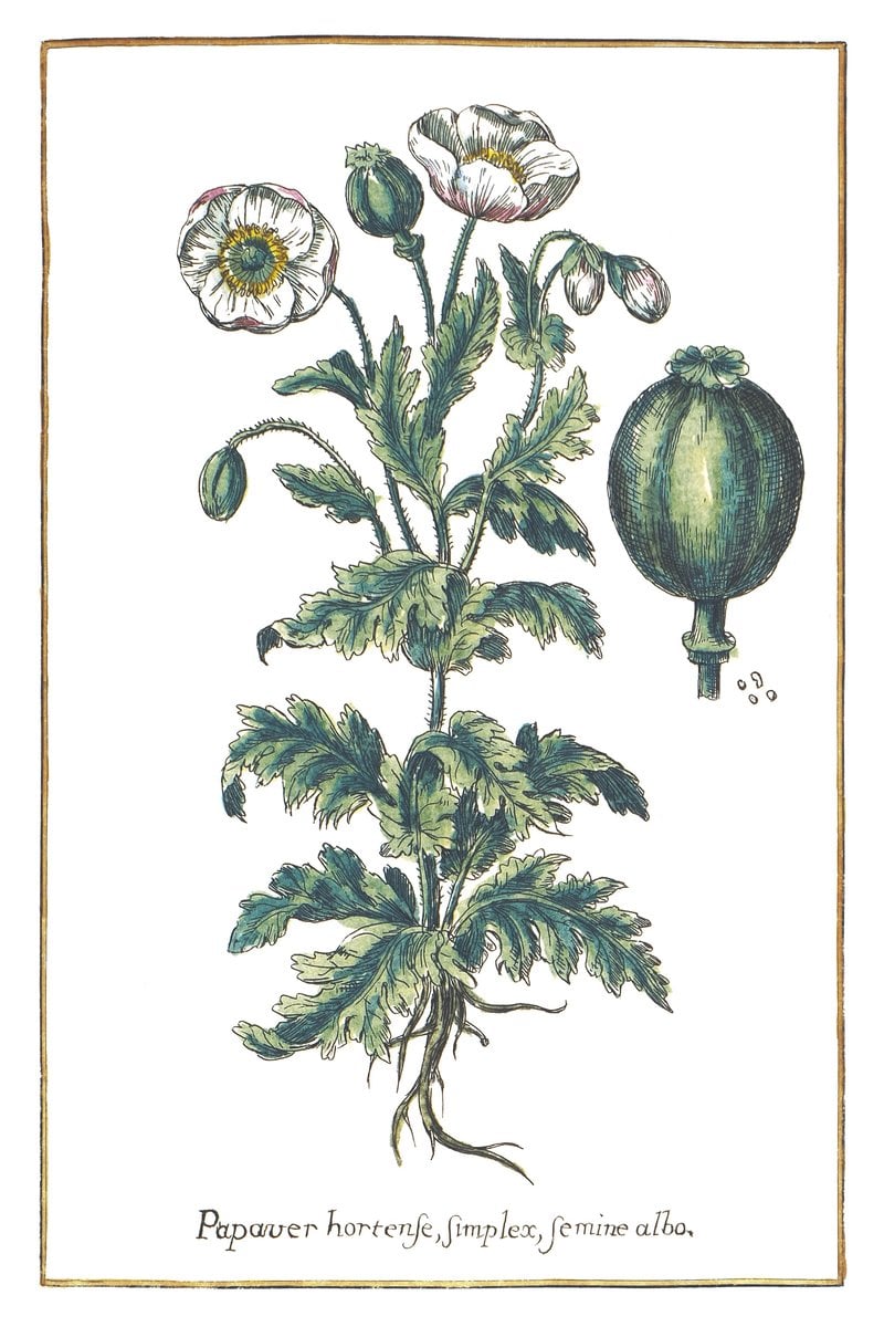 Weiße Mohnblume