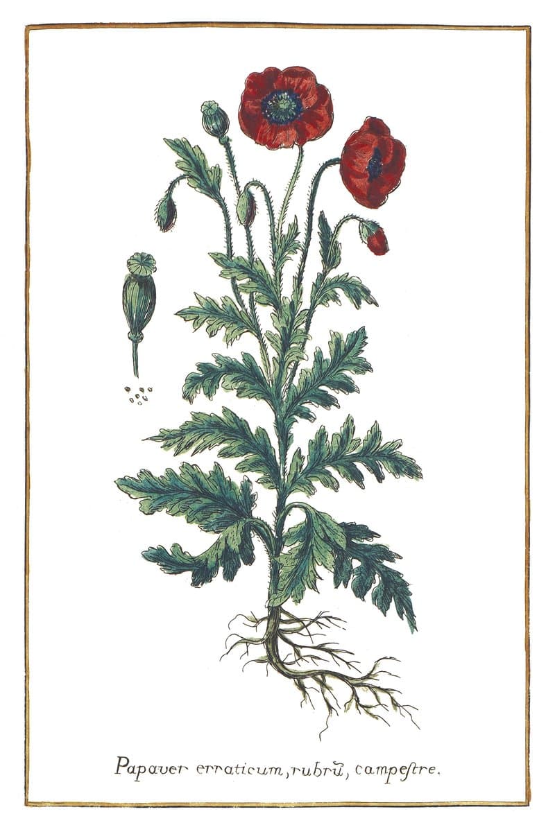 Red Poppy
