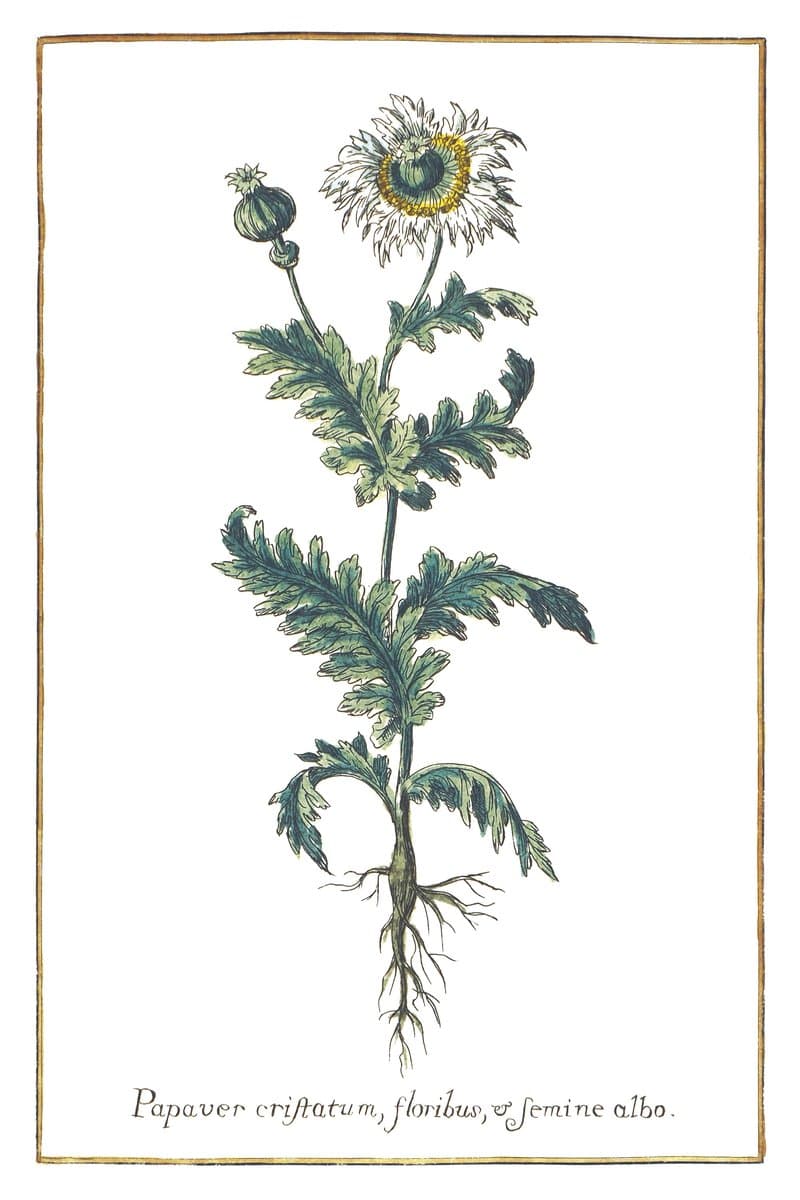 Opium Poppy