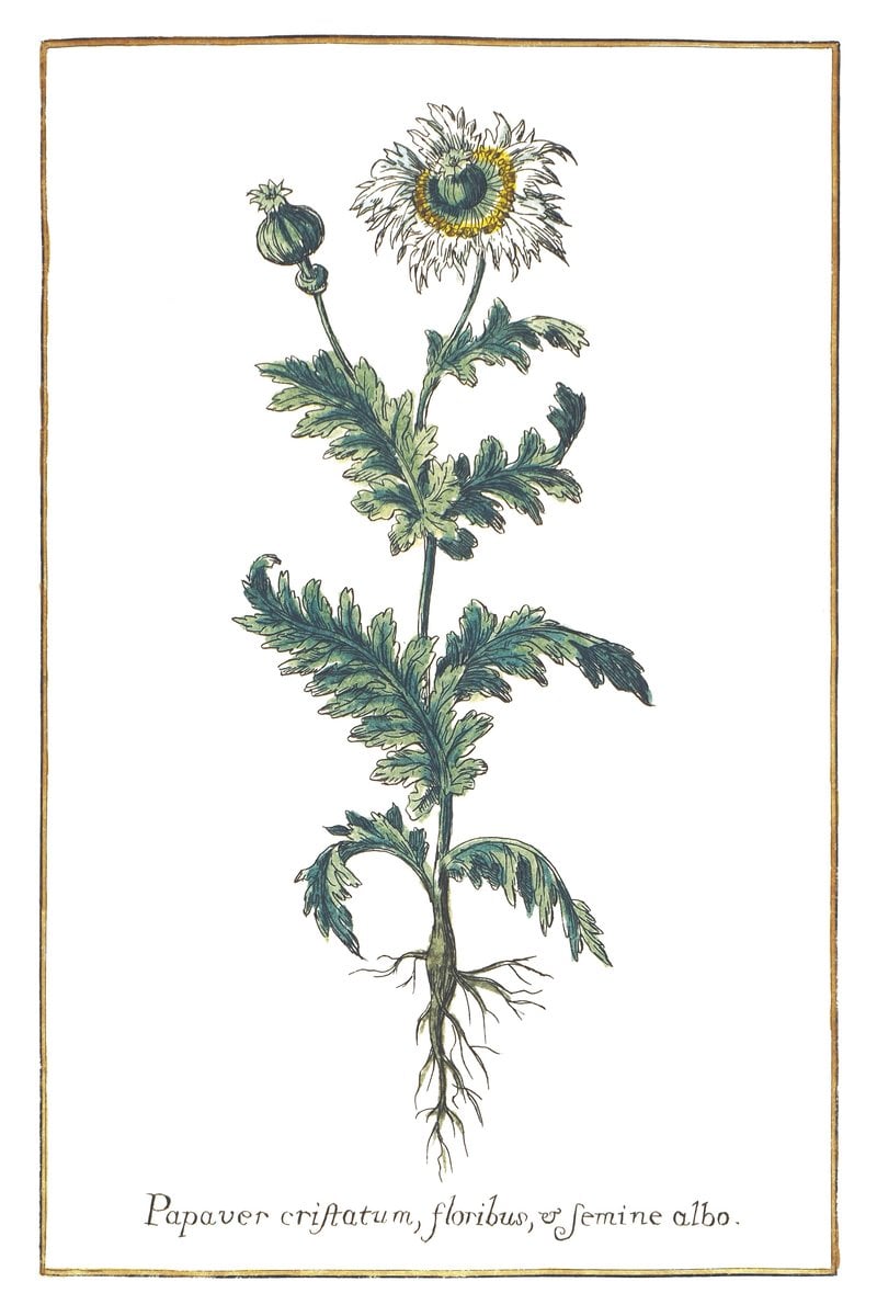 Arzneimohn