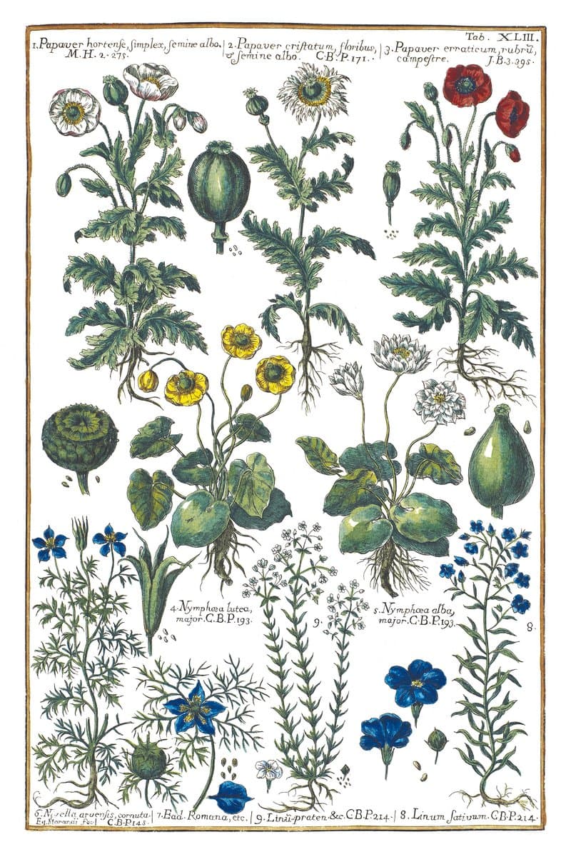 Poppies and Nigella