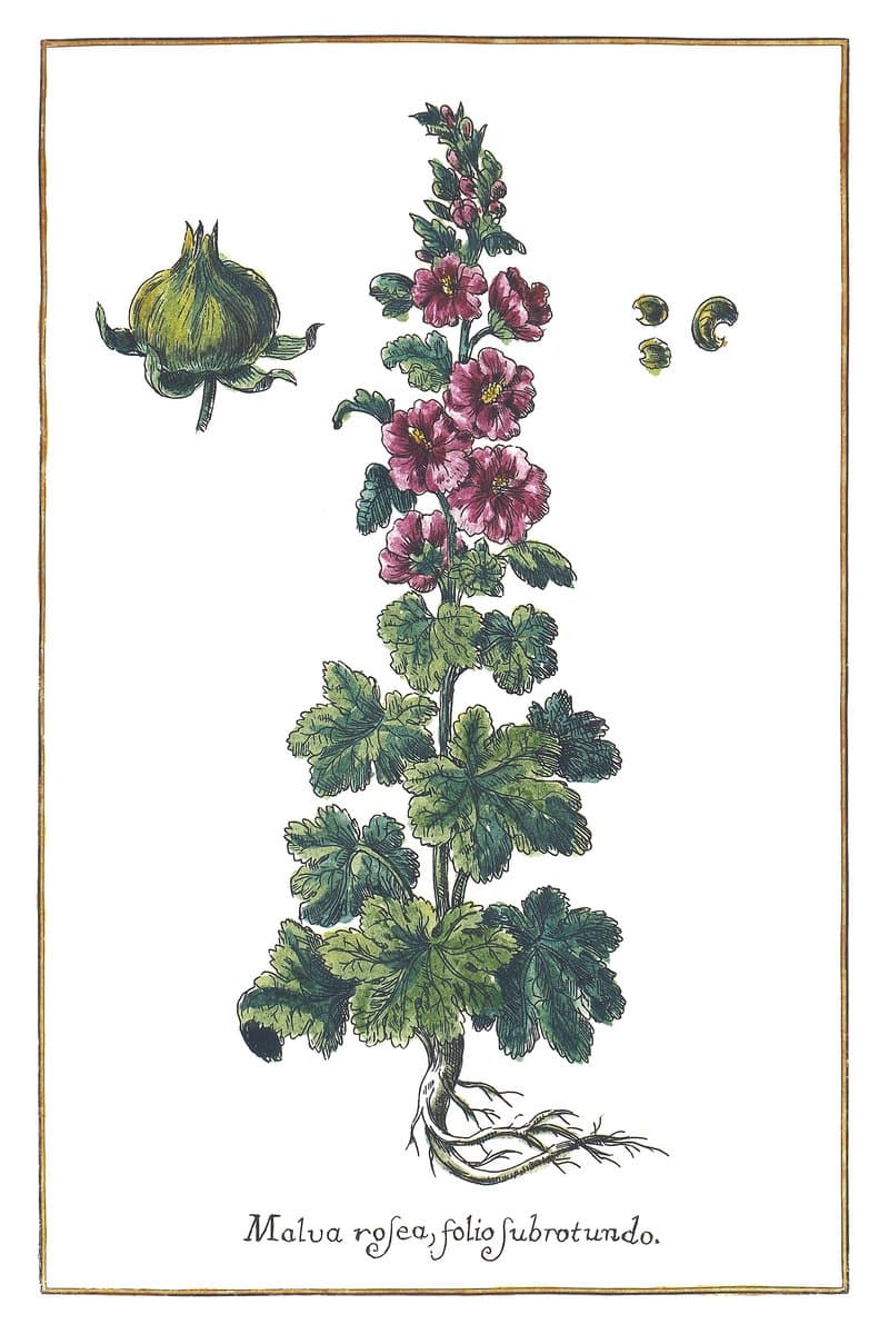 Hollyhock