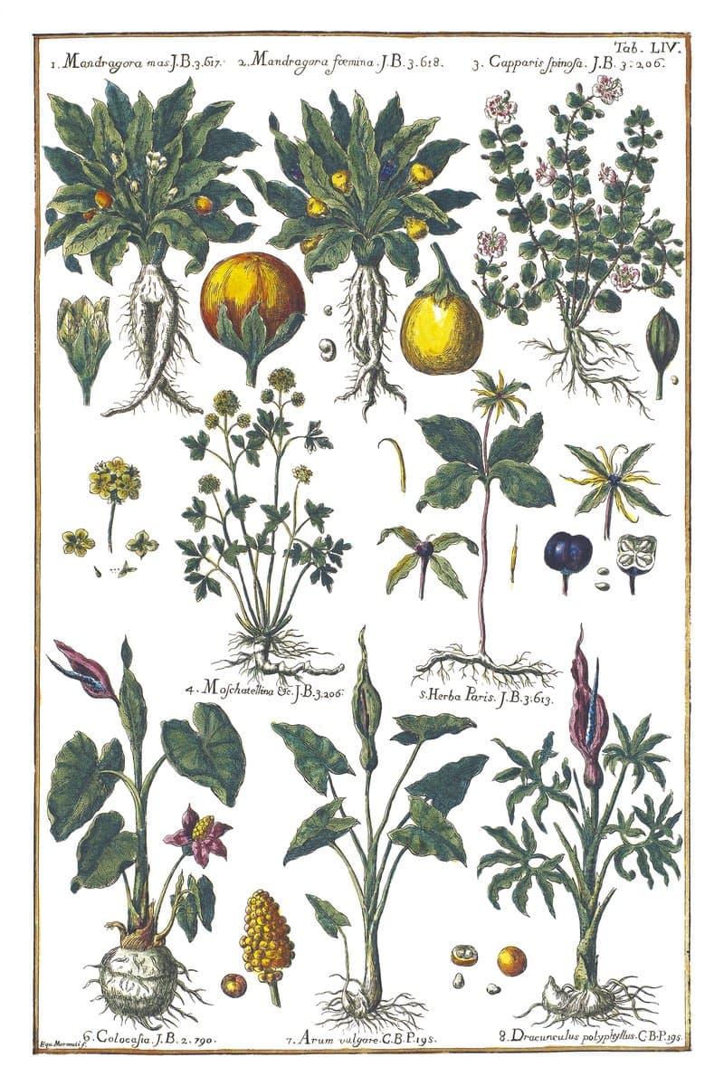 Mandragora and Dracunculus