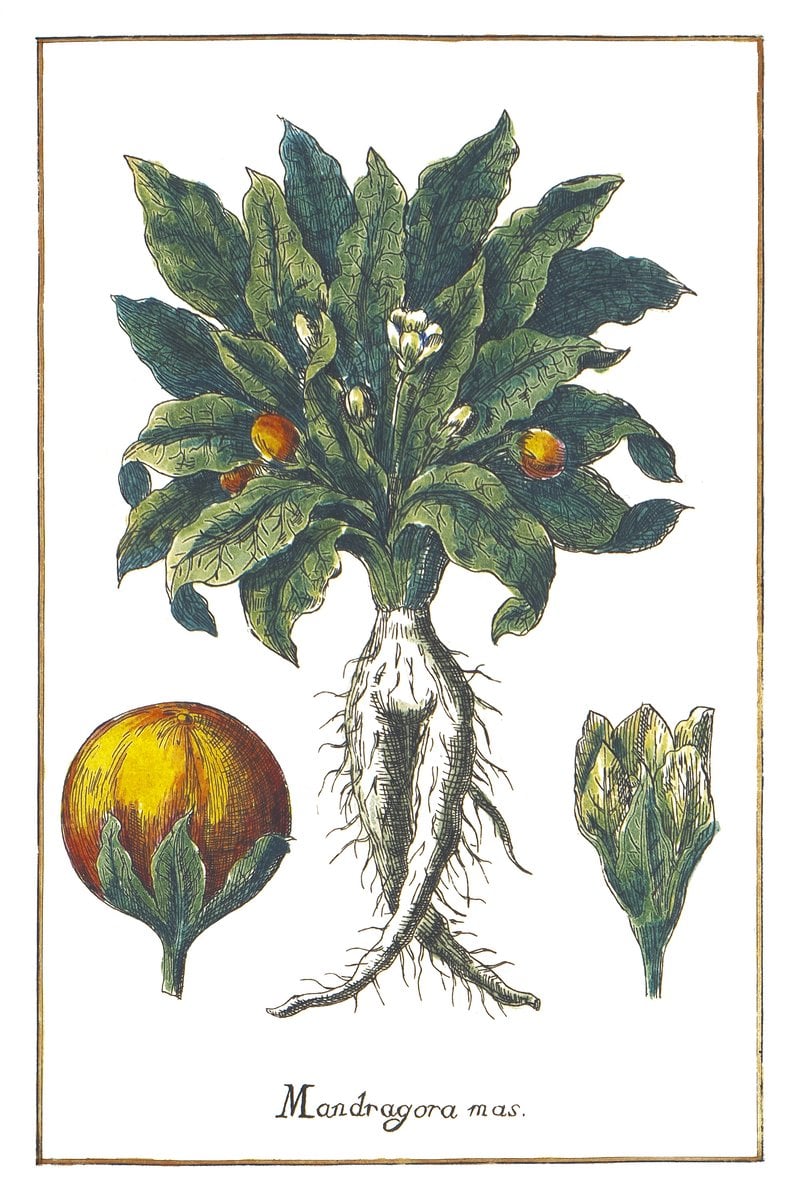 Mandragora Männlich