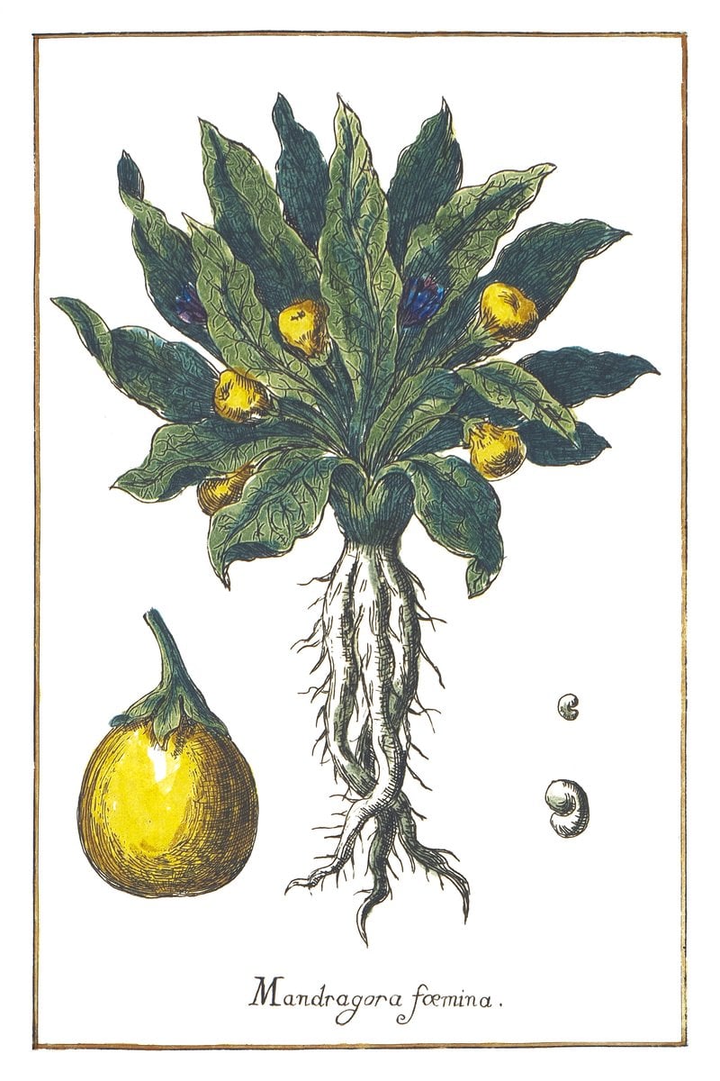 Weibliche Mandragora
