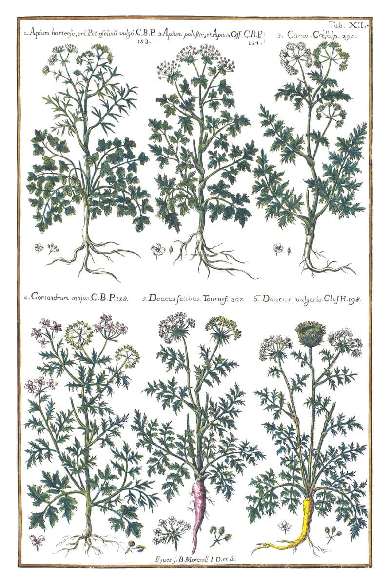 Carrot and Caraway