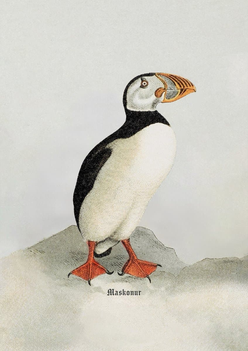 Puffin