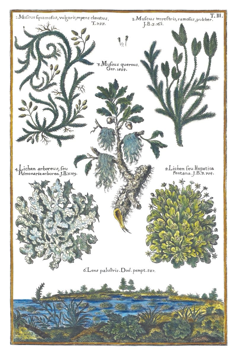 Mosses and Lichens