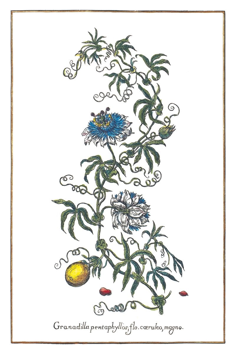 Męczennica Marakuja