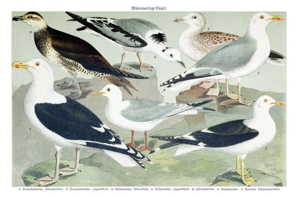Mewa (Möwe) — rycina botaniczna z Natur-Geschichte der Deutschen Vögel, 1891