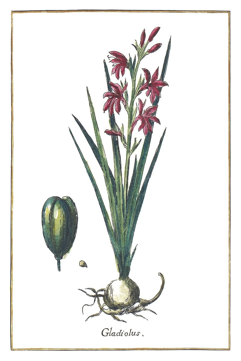 Gladiole