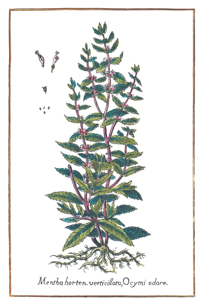 Round-Leaved Mint