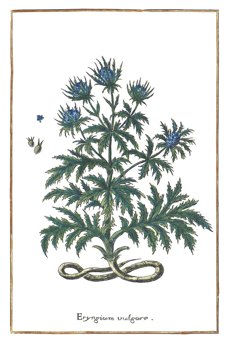 Mikołajek