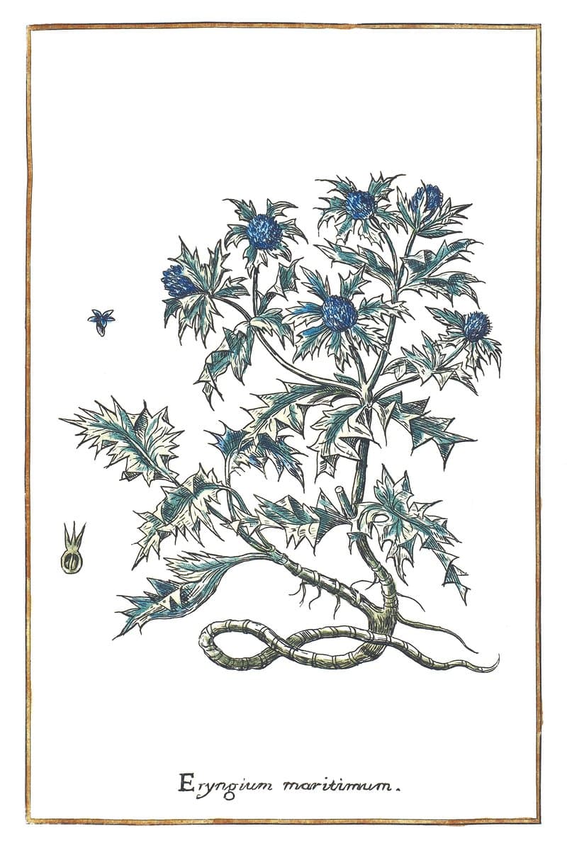 Sea Holly