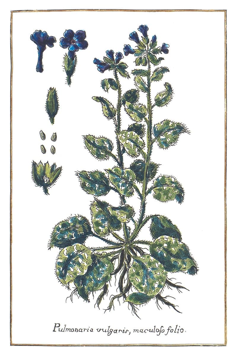 Lungwort