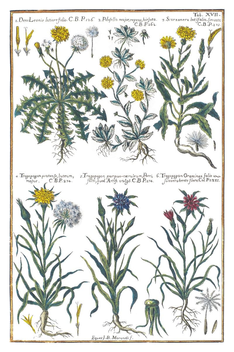 Dandelion and Goat's Beard