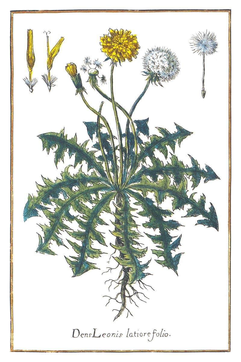 Dandelion