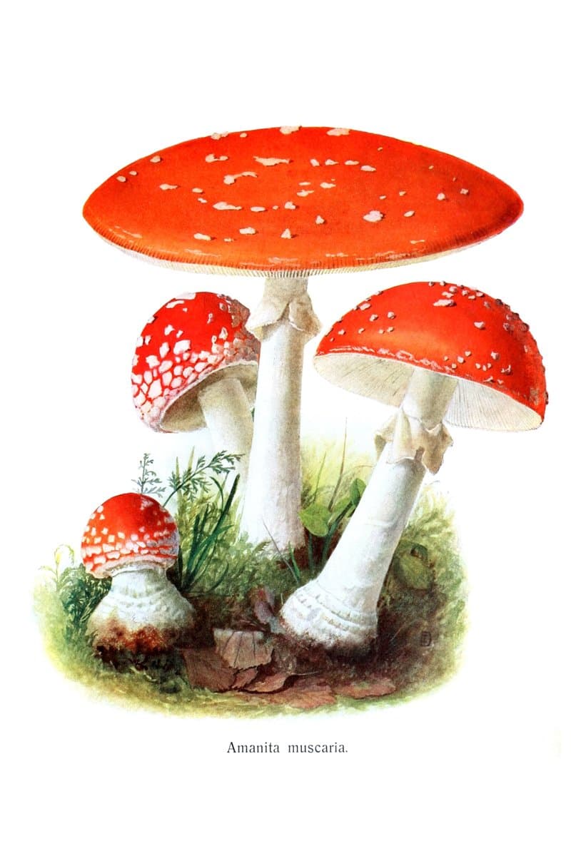 Fly Agaric