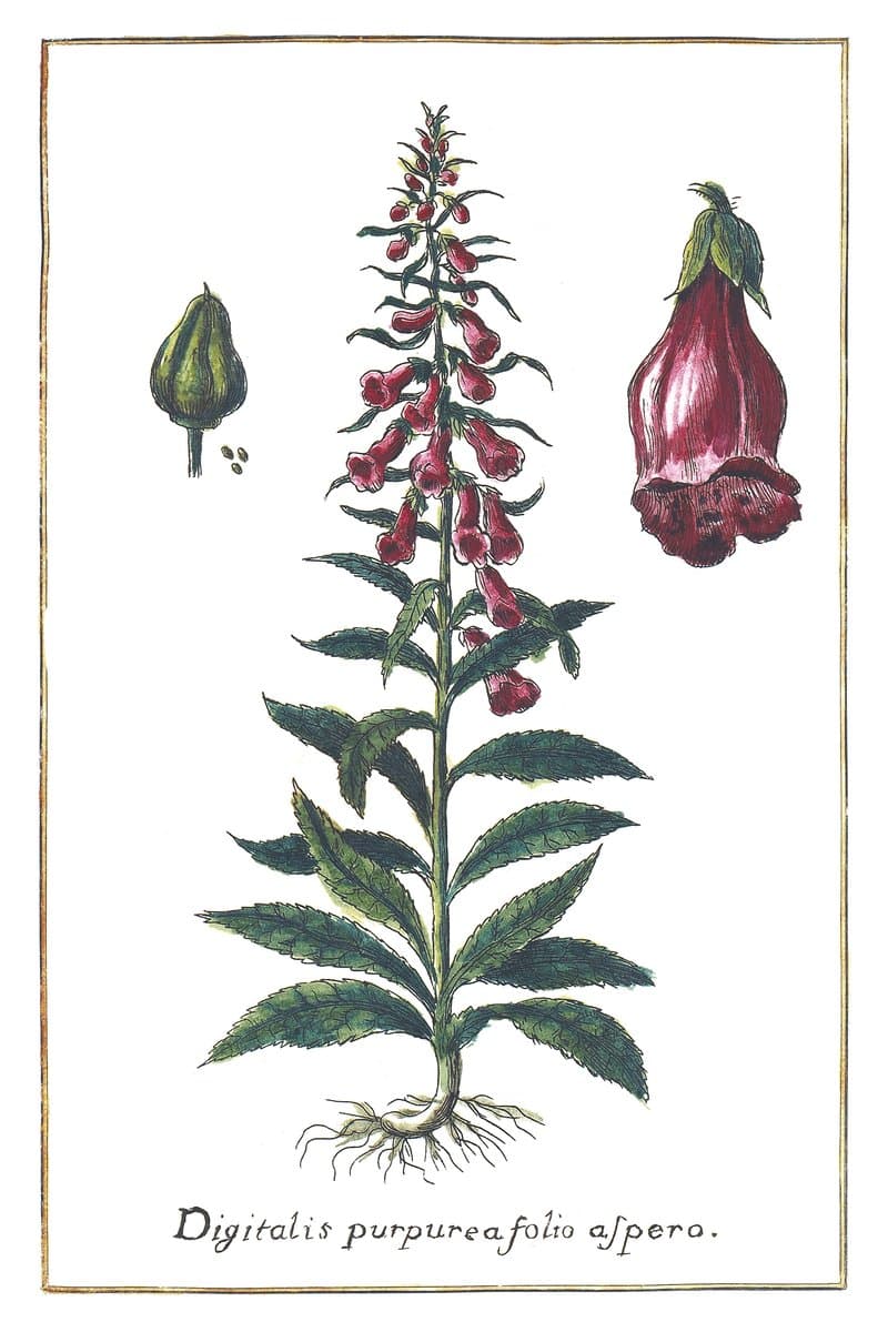 Foxglove
