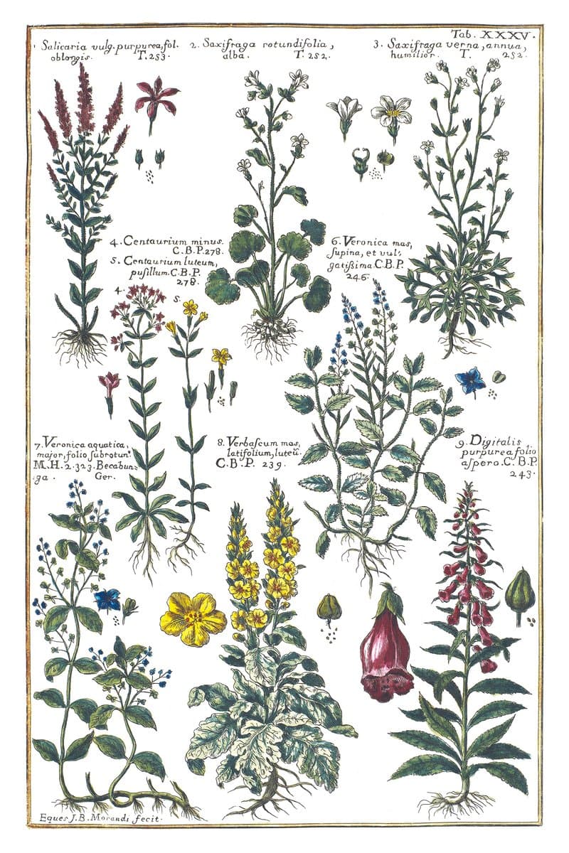 Foxglove and Mullein