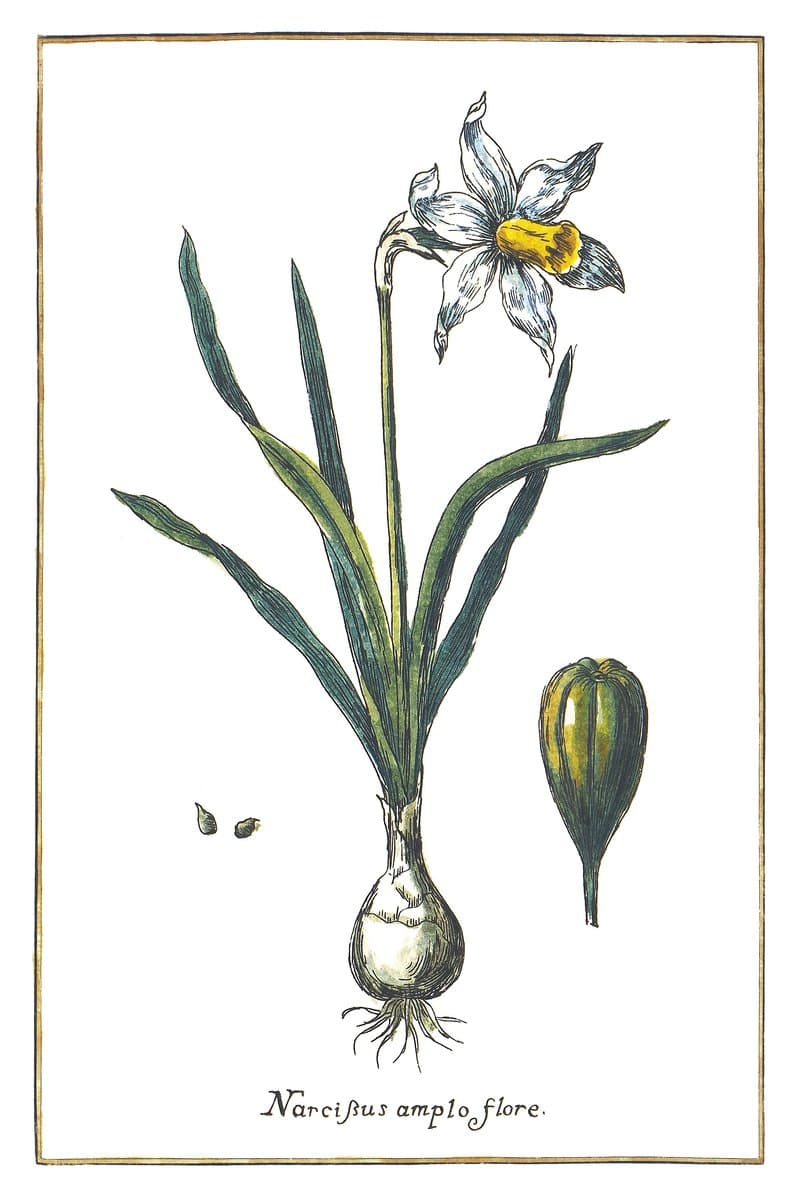 Narcyz (Narcissus Amplo Flore) — rycina botaniczna z Historia Botanica Practica, 1744