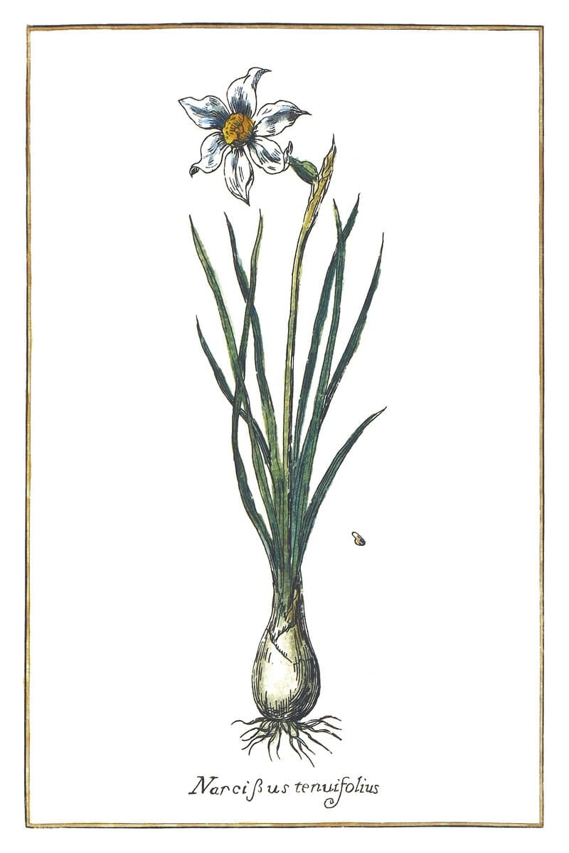 Narrow-Leaved Narcissus