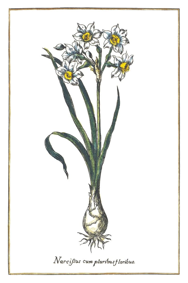 Polyanthus Narcissus