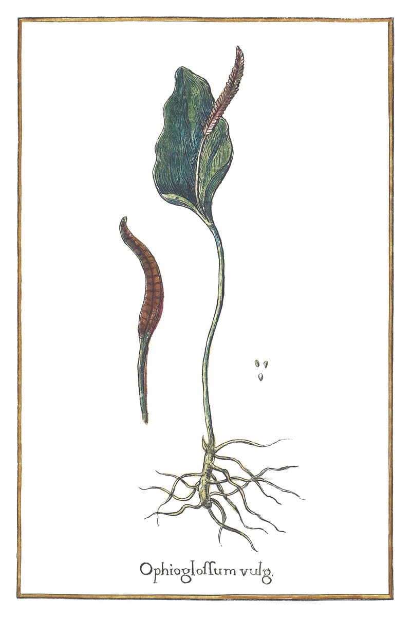 Common Adder's-tongue