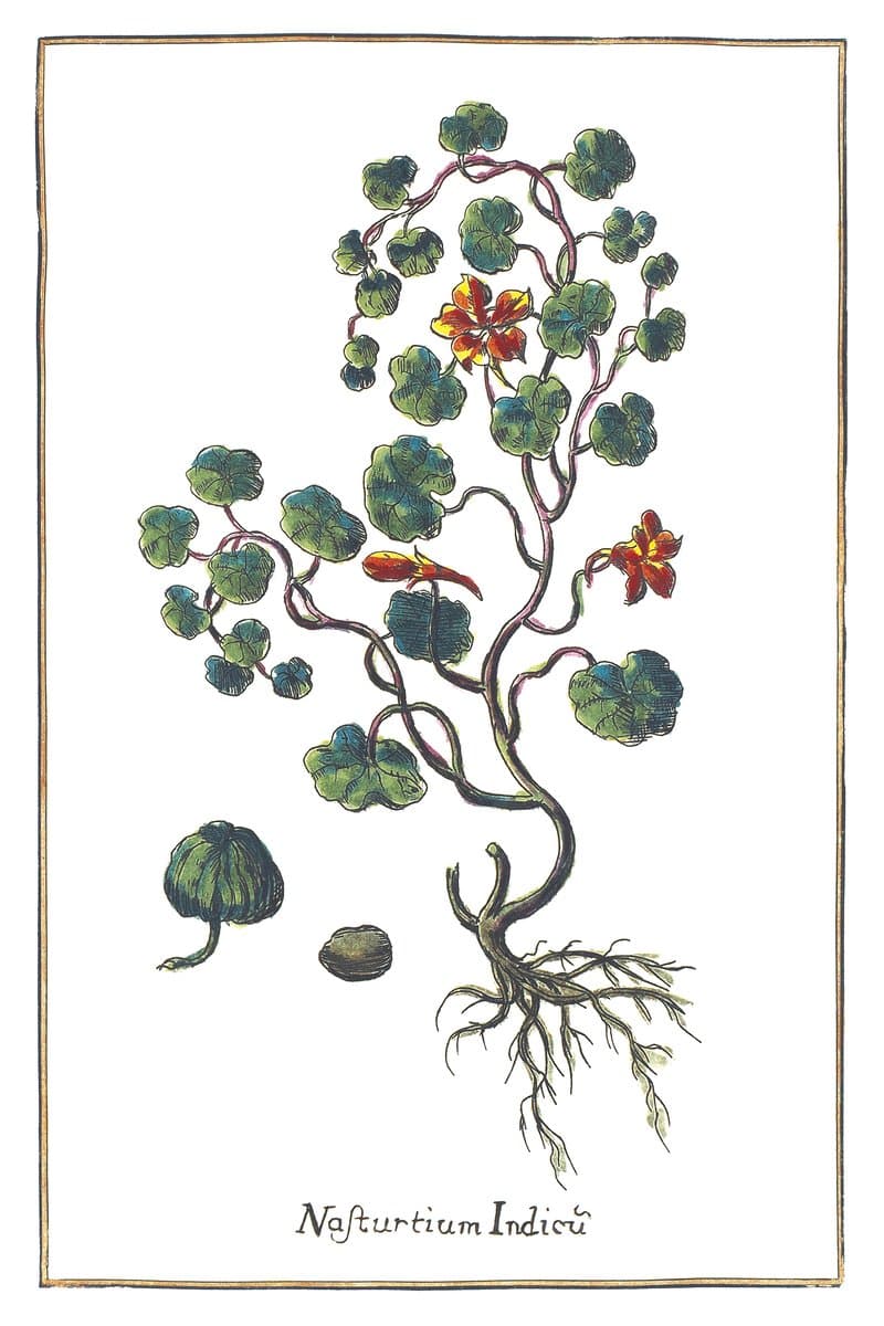 Nasturtium