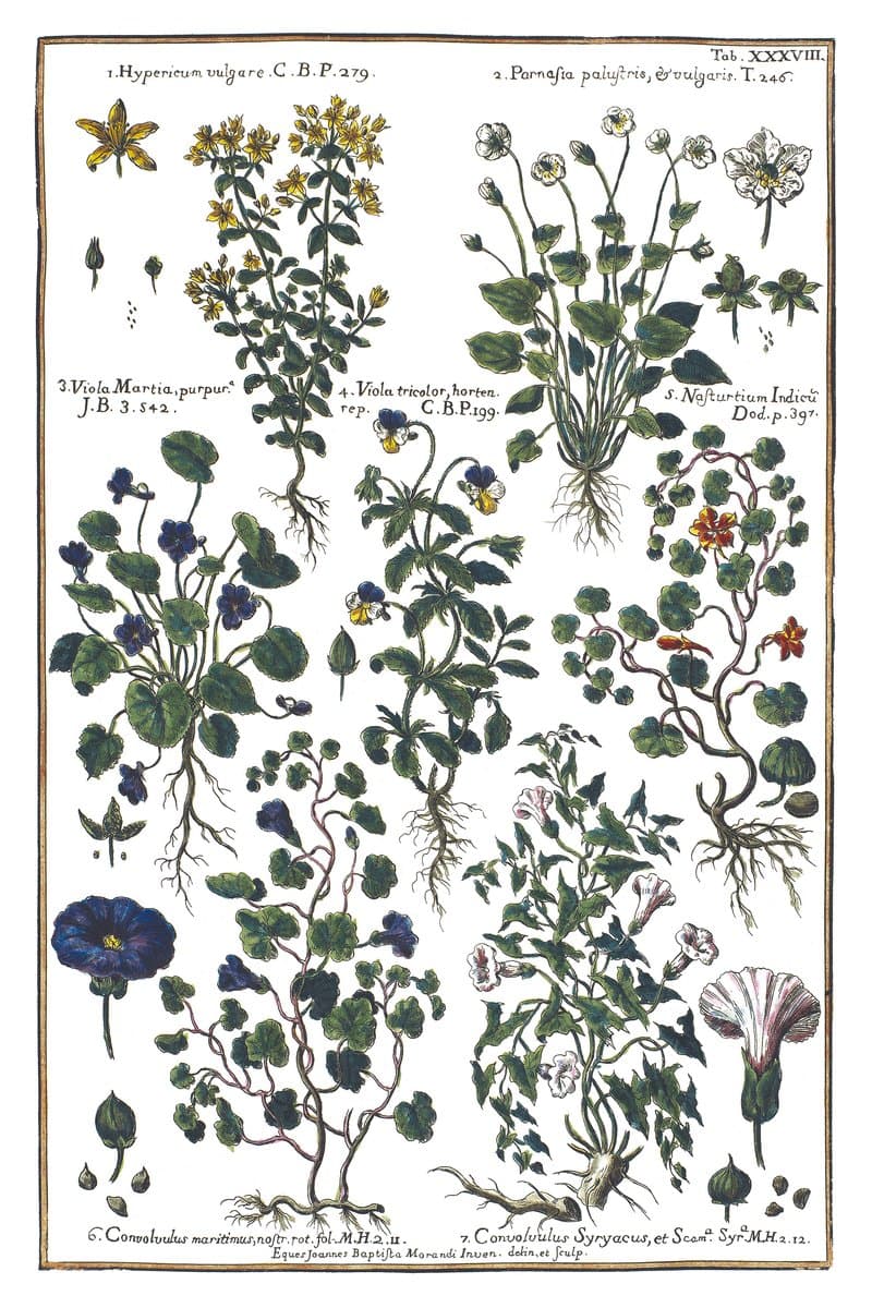 Nasturtium and St. John's Wort