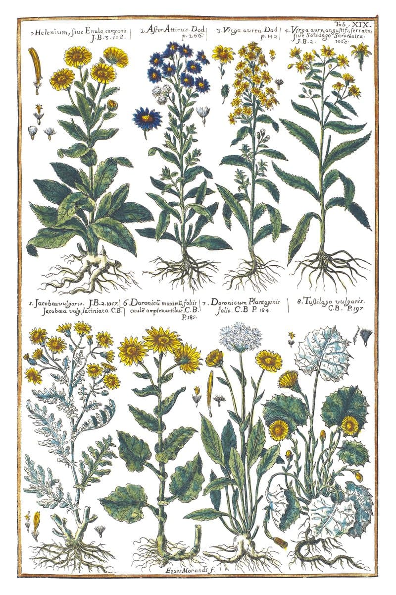 Goldenrod and Coltsfoot