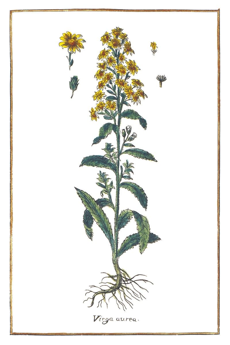 Common Goldenrod