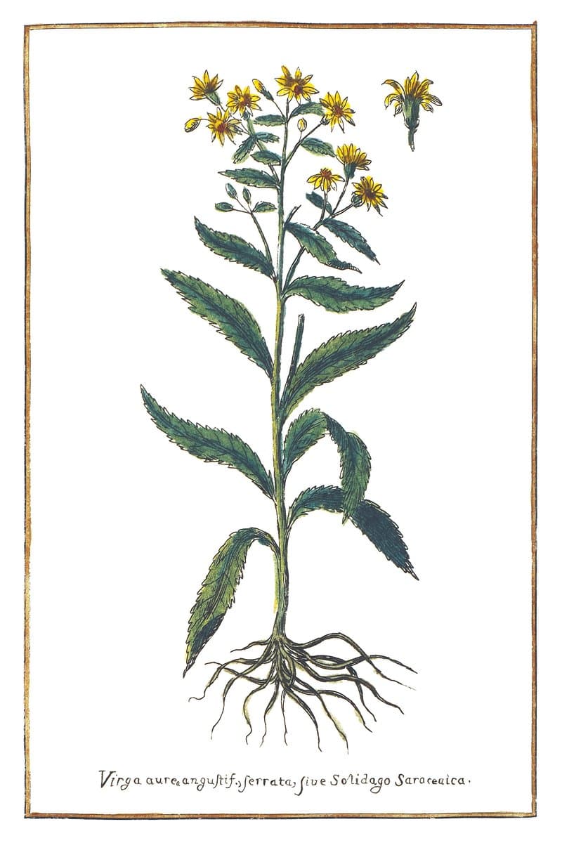 Narrow-Leaved Goldenrod
