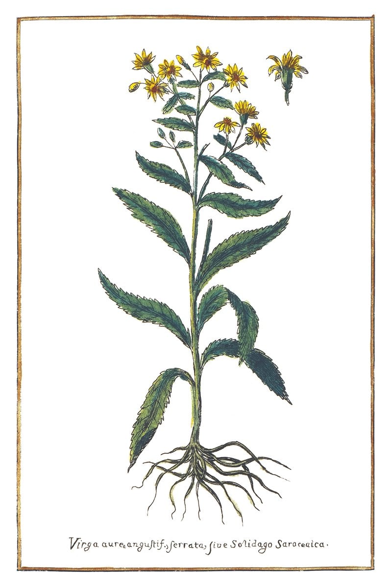 Schmalblättrige Goldrute