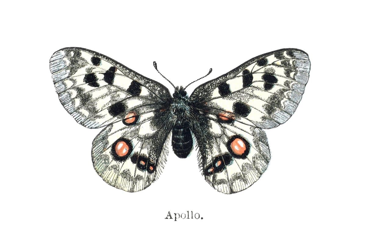 Apollo Butterfly