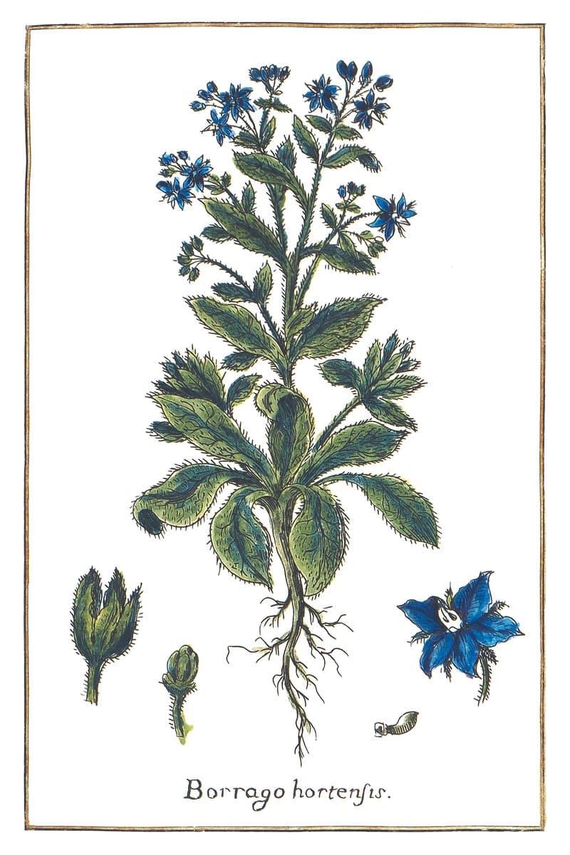 Borage