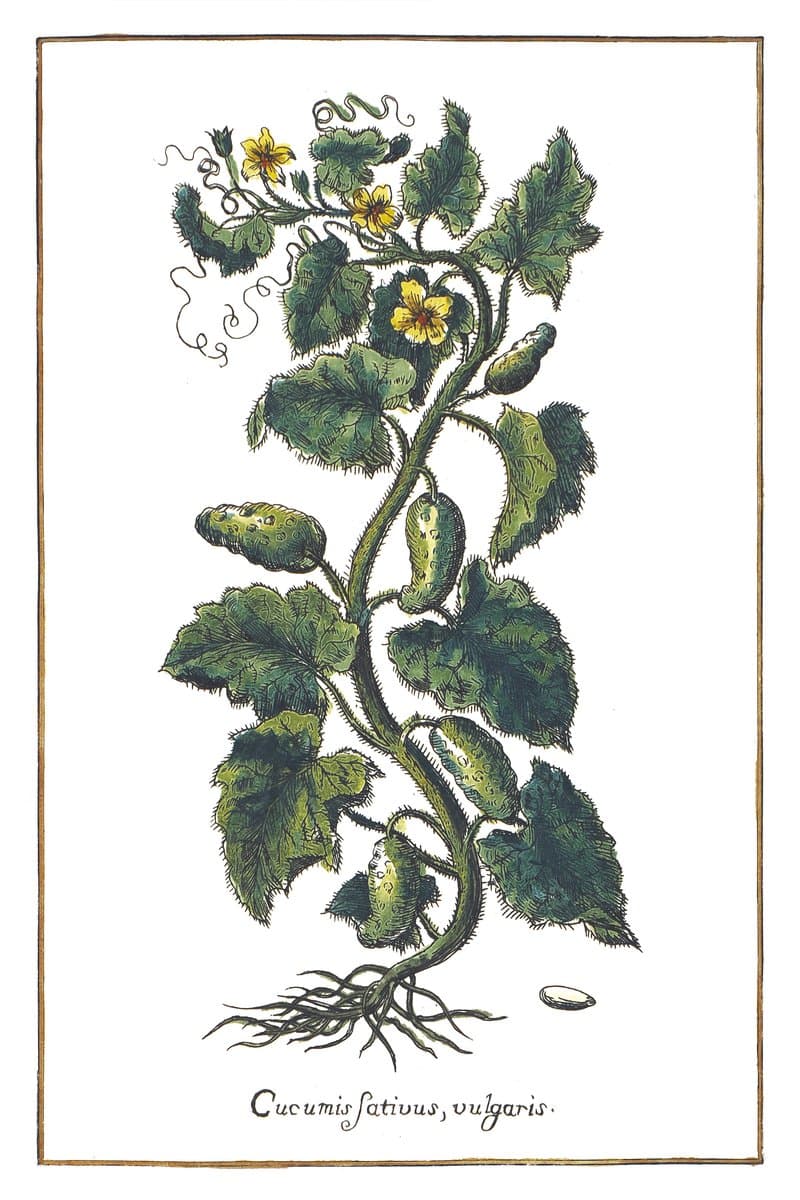 Ogórek (Cucumis Sativus, Vulgaris) — rycina botaniczna z Historia Botanica Practica, 1744