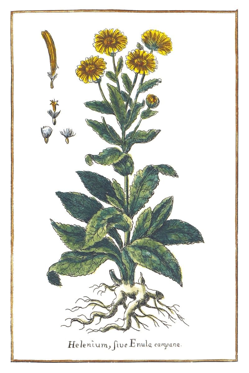 Great Elecampane