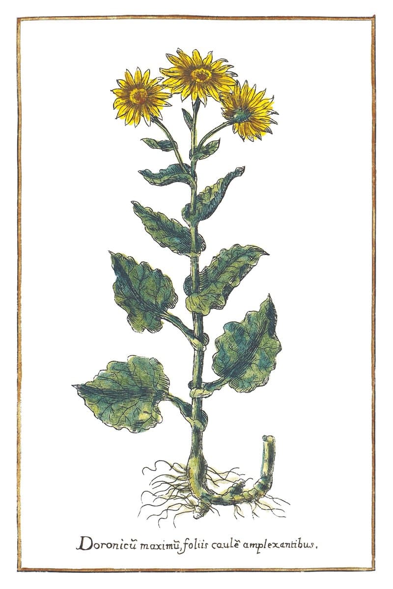 Large-flowered Leopard's Bane