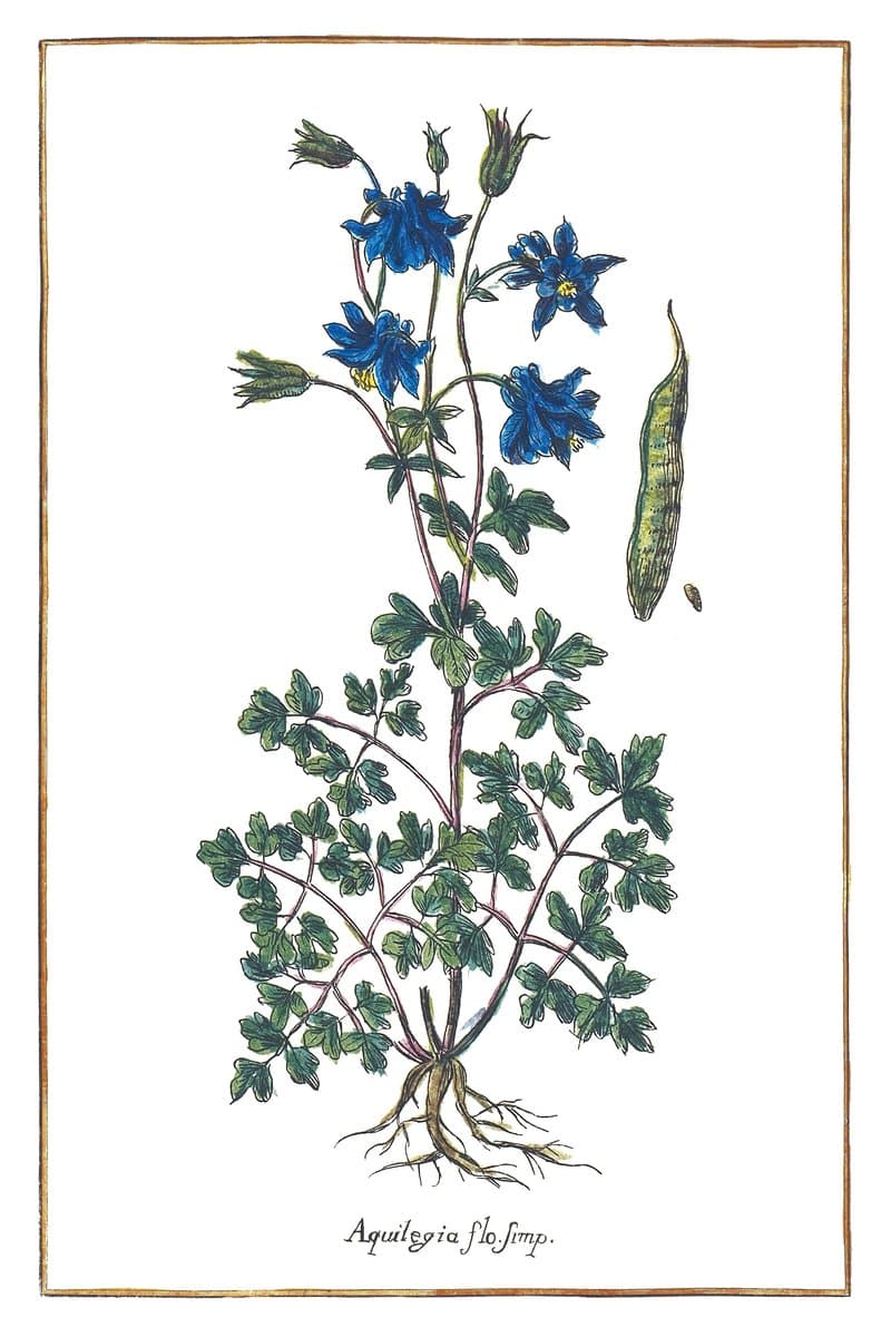 Orlik (Aquilegia Flore Simplici) — rycina botaniczna z Historia Botanica Practica, 1744