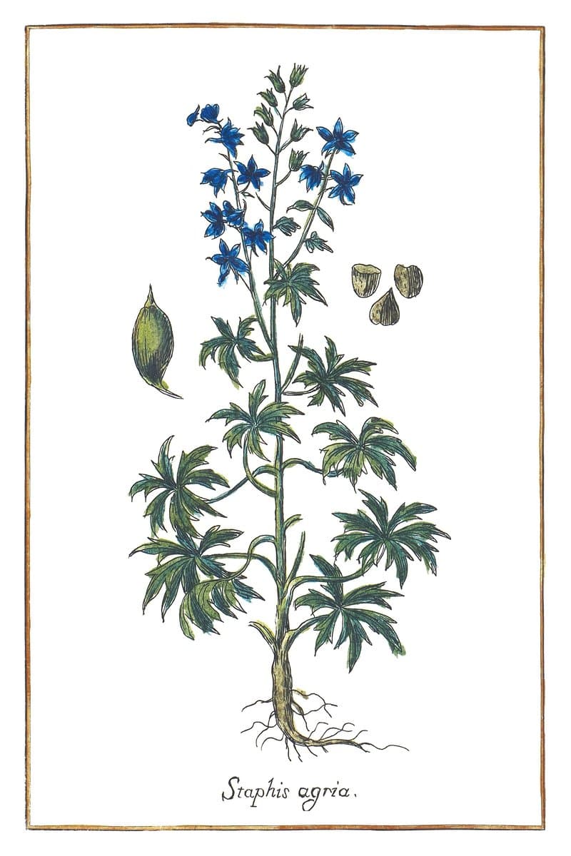 Larkspur