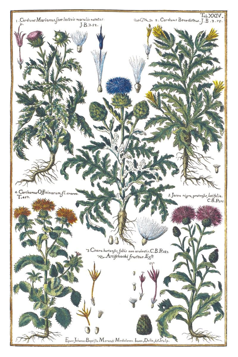 Milk Thistle and Artichoke
