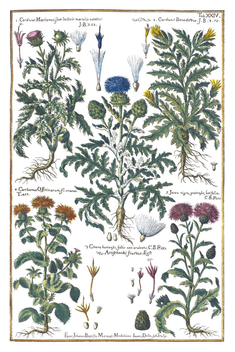 Mariendistel und Artischocke