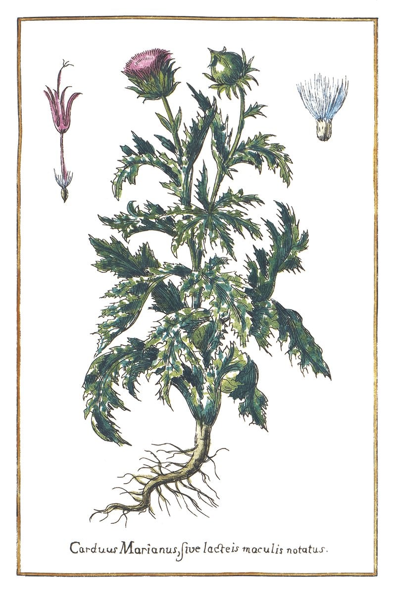 Mariendistel