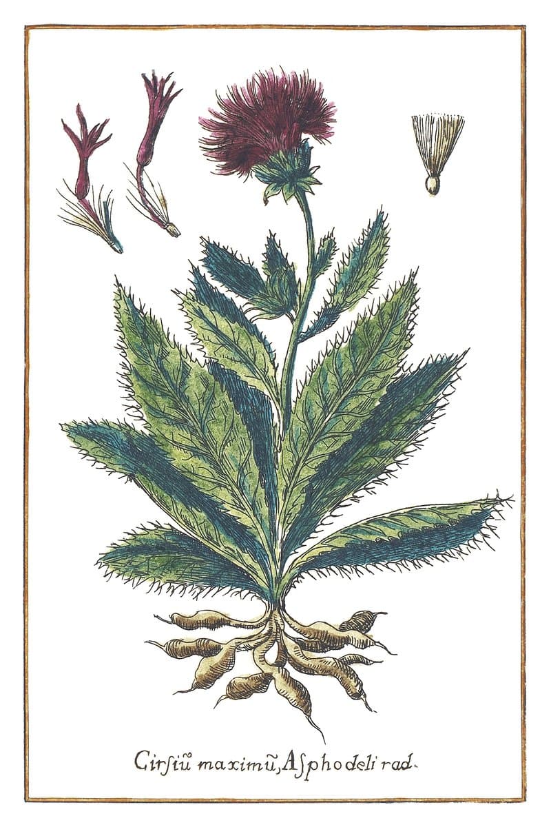 Thistle