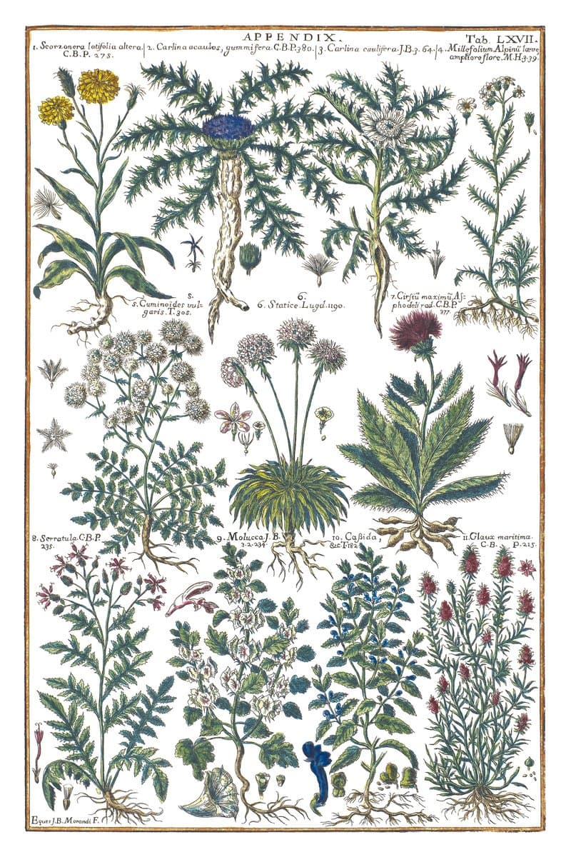 Thistle and Serratula Tinctoria