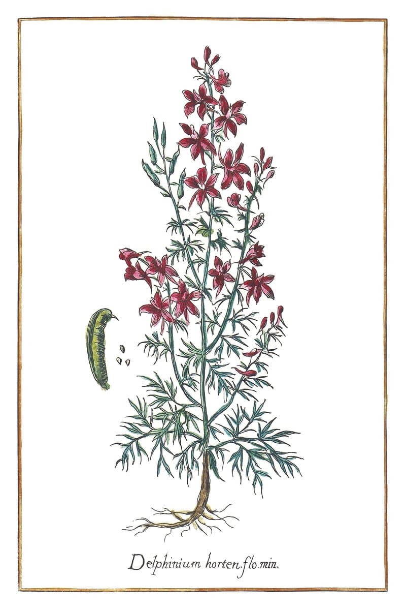 Garden Larkspur